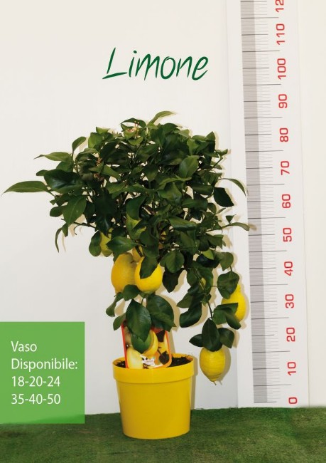 Vivai piante torre Limone Citrus limon_al