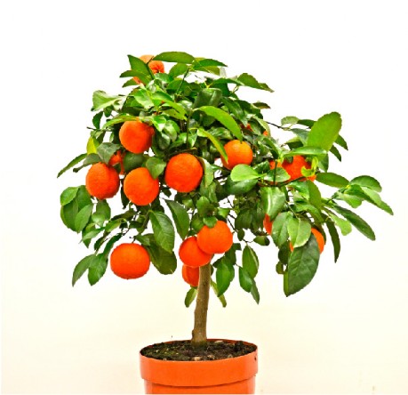 Vivai piante torre Limetta rossa di Rangpur Citrus limonia_al