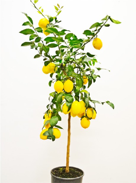 Vivai piante torre Limone Meyer Citrus limon_al