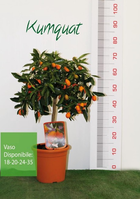 Vivai piante torre Kumquat Fortunella margarita_al