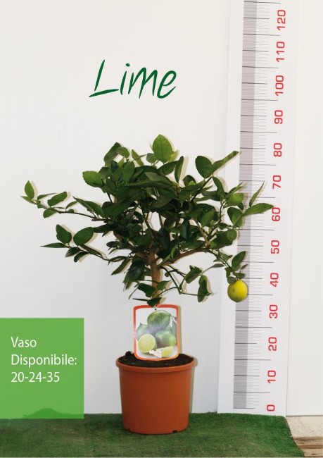 Vivai piante torre Lime Citrus aurantifolia_al