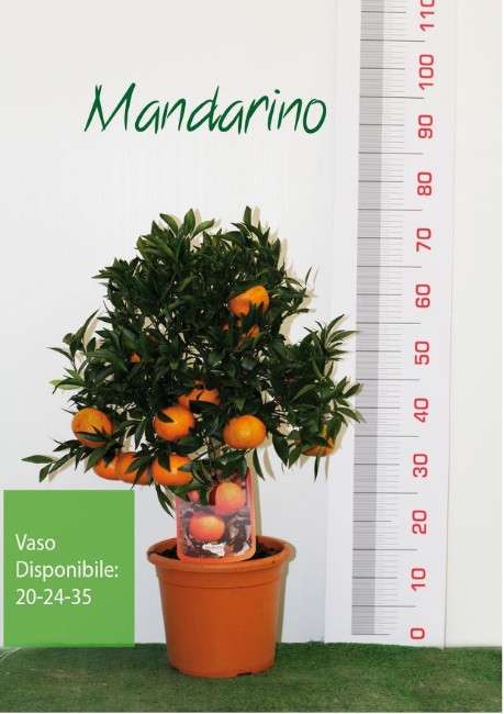 Vivai piante torre Mandarino Citrus reticulata_al